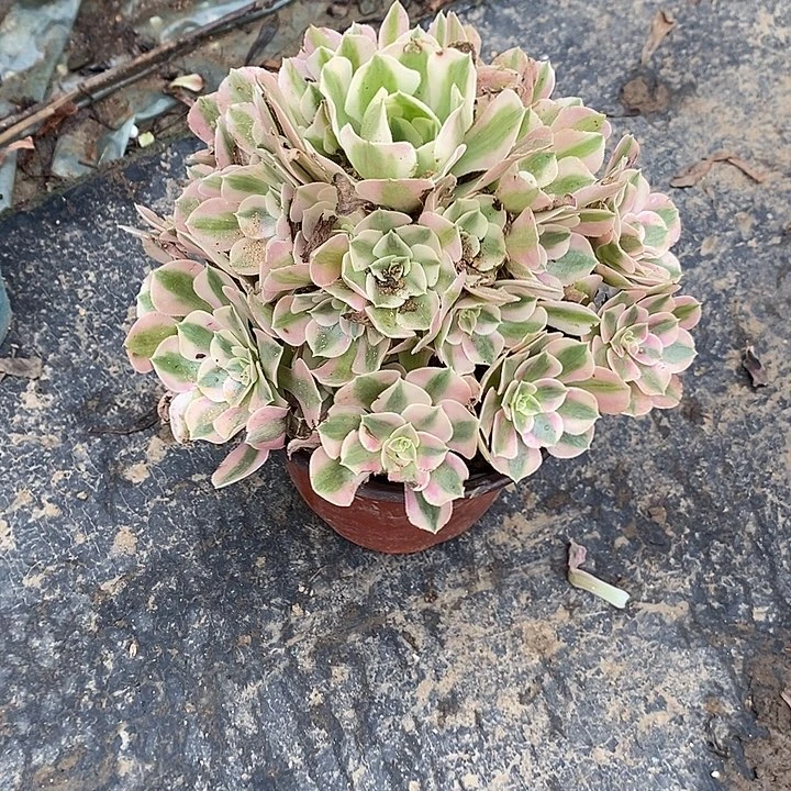 粉女巫78多肉植物法师法师