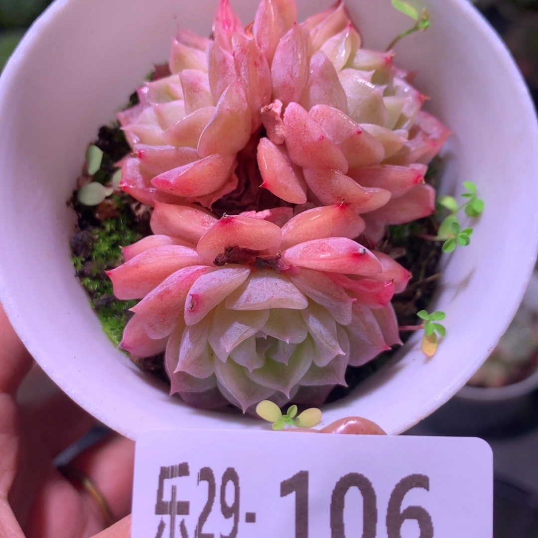 乐然29-106 纯爱群