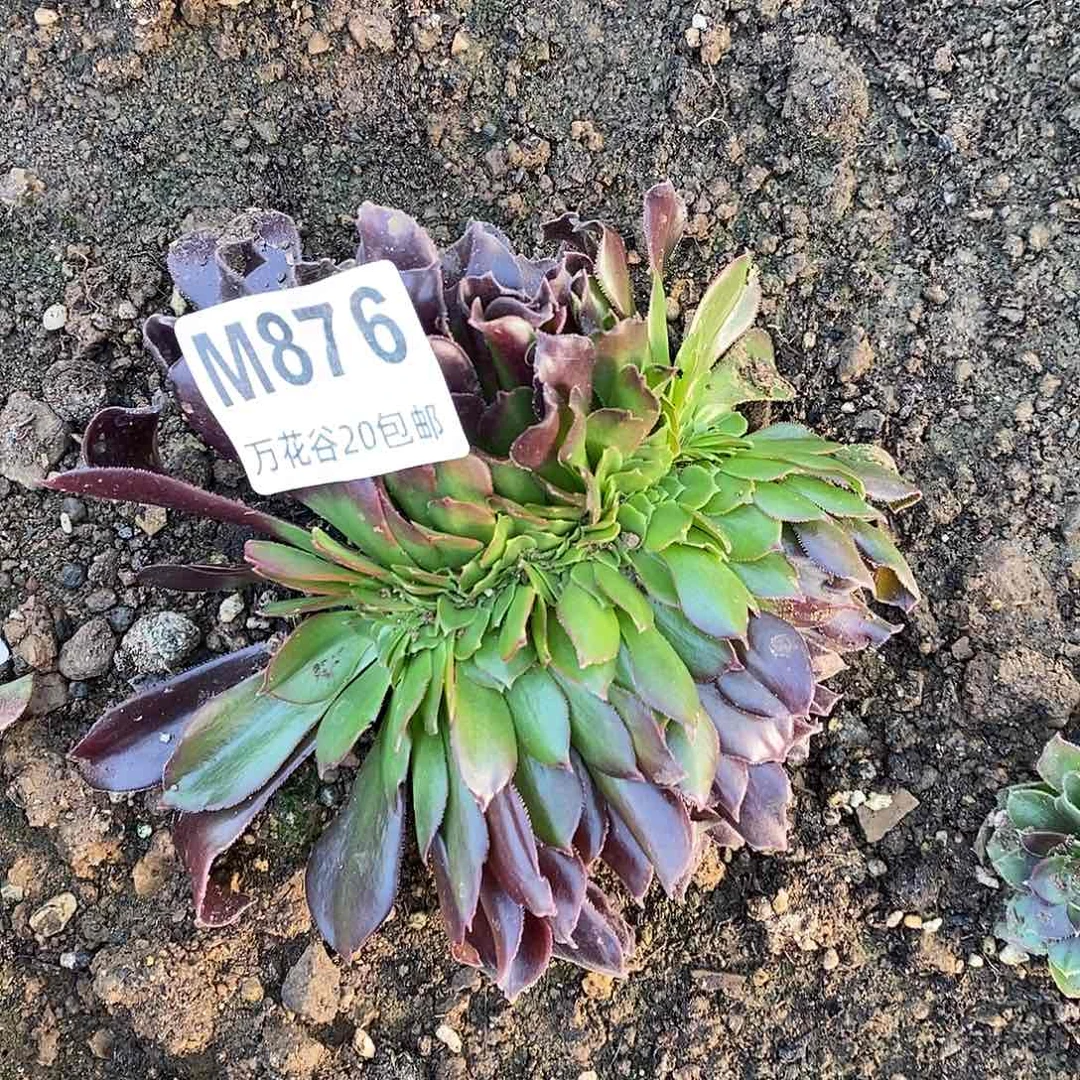 876欧紫缀多肉植物