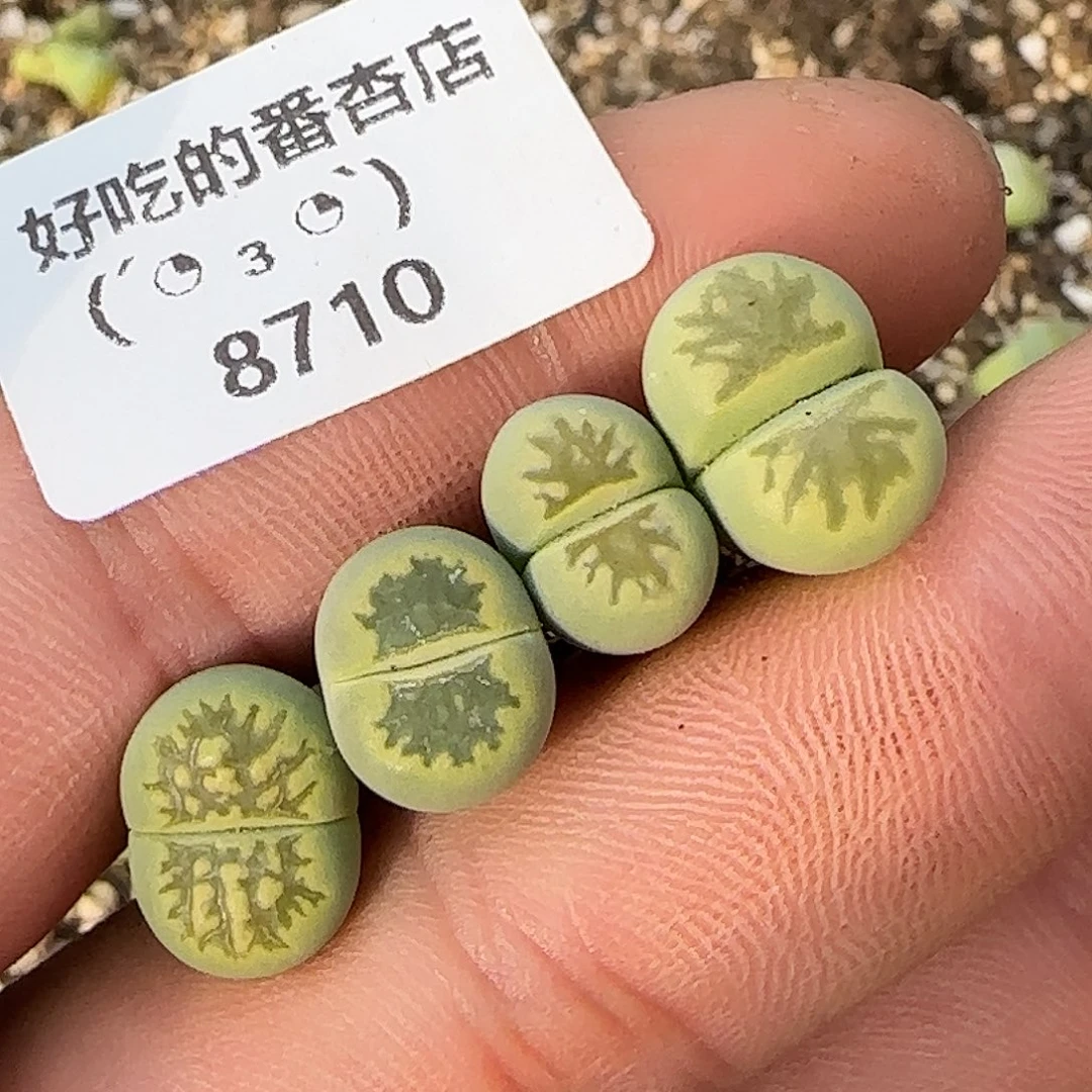 8710。特价绿菊。。。。。。。