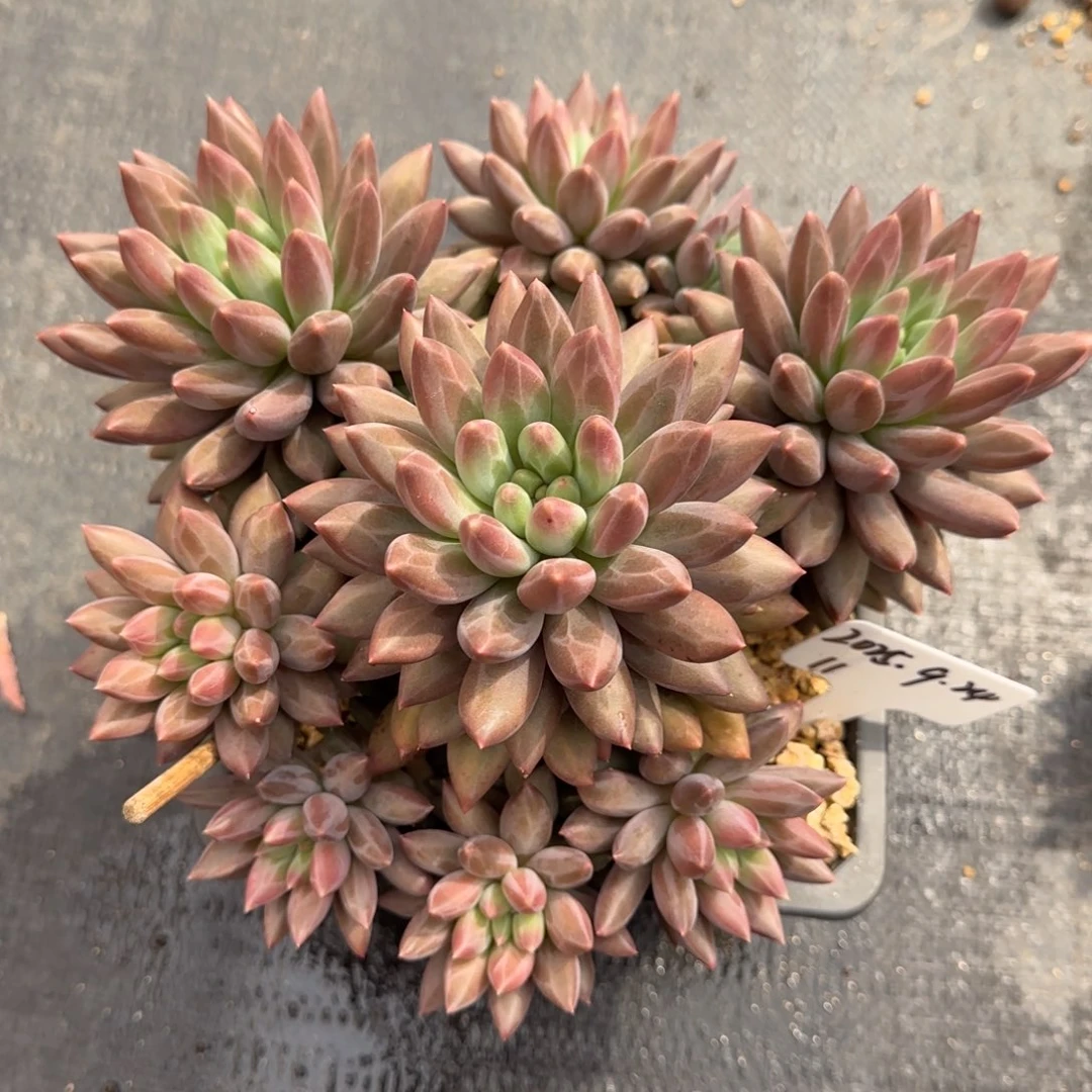 一物一拍水晶球sp11