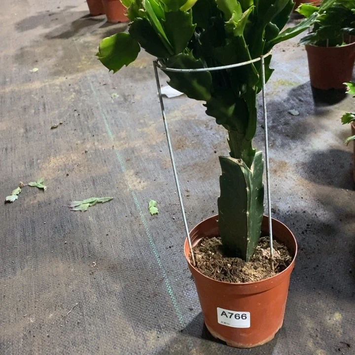 当前无花栽培后可以开花766嫁接083