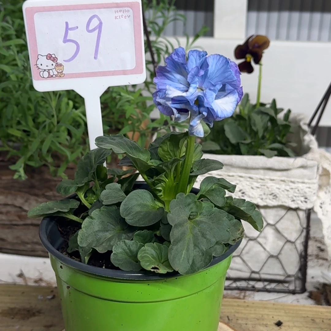 全部花朵1210  抖音59号个别根系弱退毒不售后介意勿拍