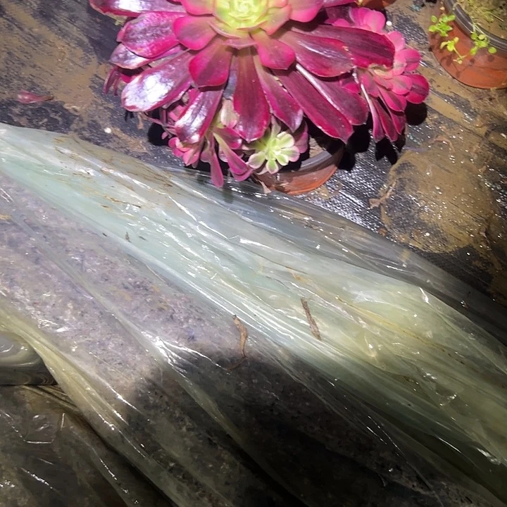 多肉法师植物链接210