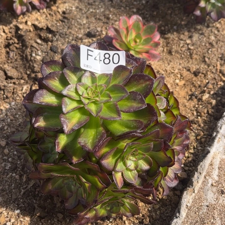 杰*480海王七彩多肉植物