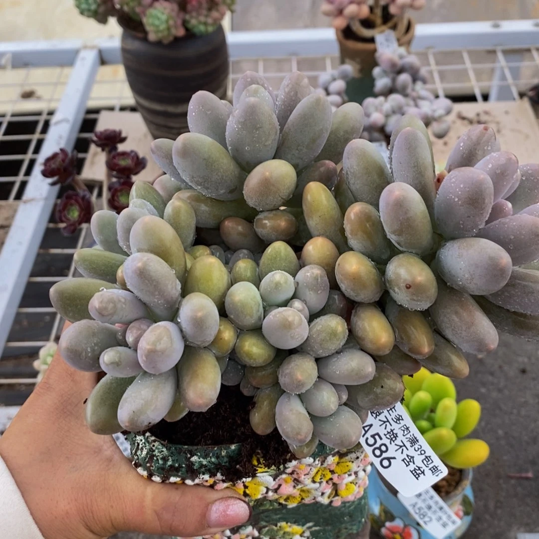 蛋黄奶酪586/17c m