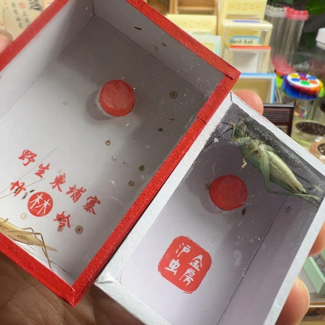 蟋蟀一只柬埔寨➕一只短须霍氏