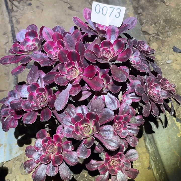 多肉植物法师73丽娜