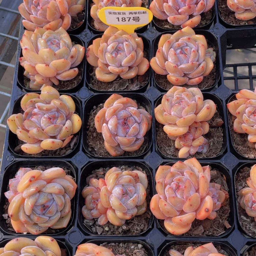 187号 全状态包包糖心韩橙五个