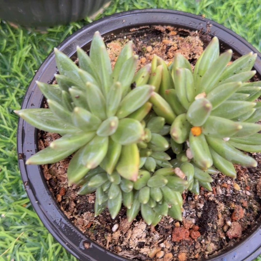 M****w多肉植物多肉植物
