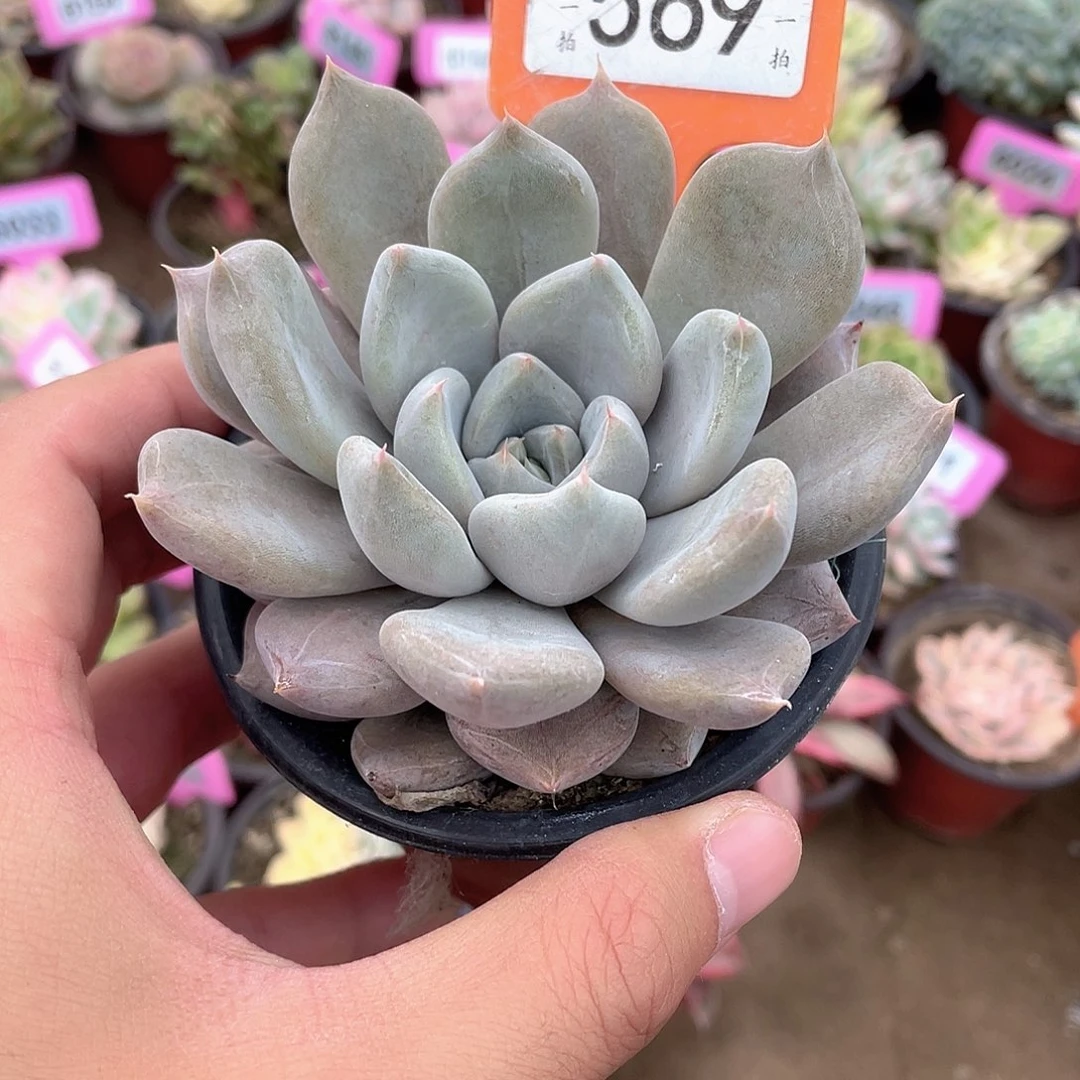 贝利夫卡569号多肉