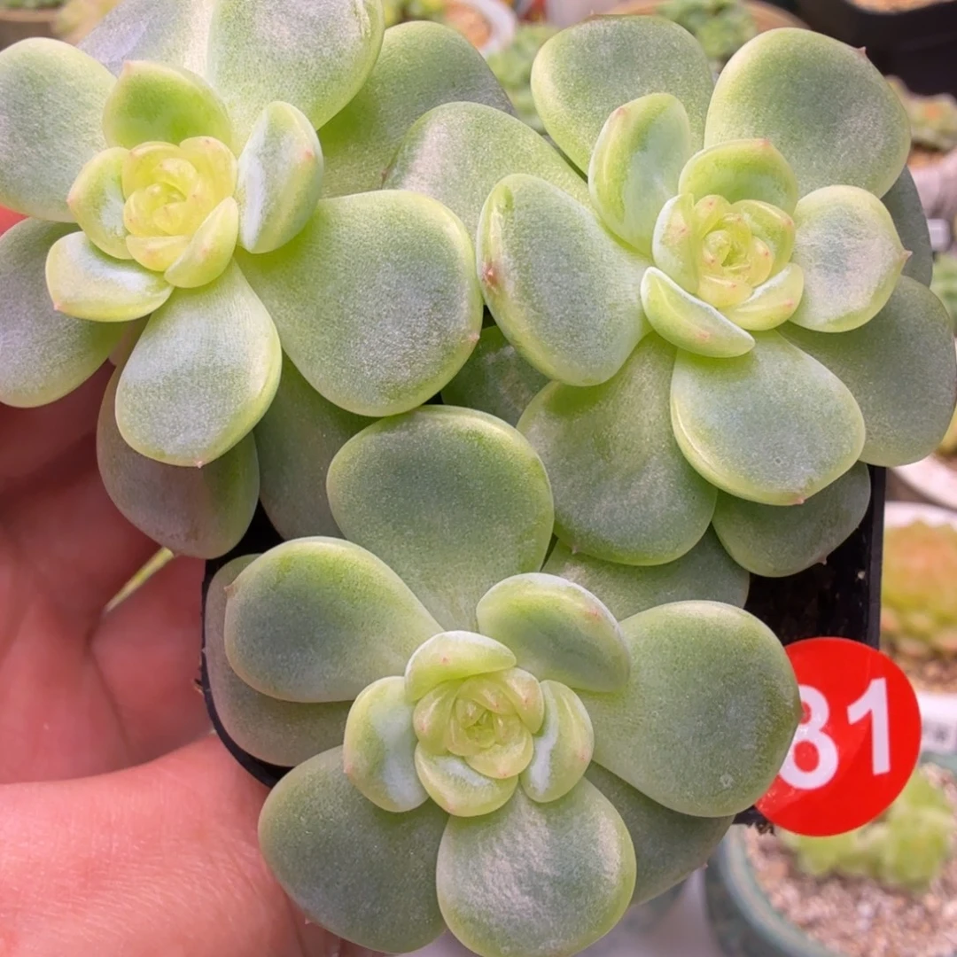 81号西米鹿一物一拍