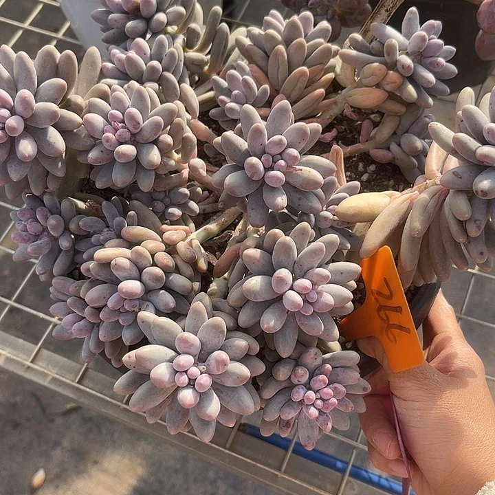 福利出肉，两单包邮266杂交
