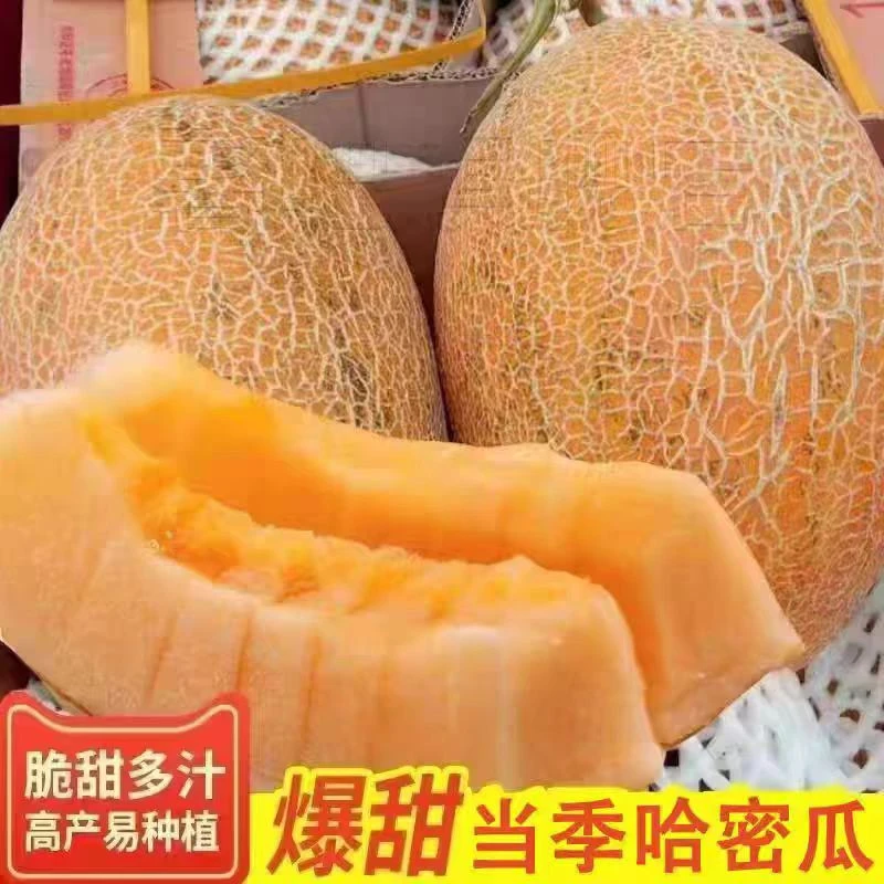 正宗海南金色年华哈密瓜黄金蜜瓜2-8斤脆甜多汁产地直发