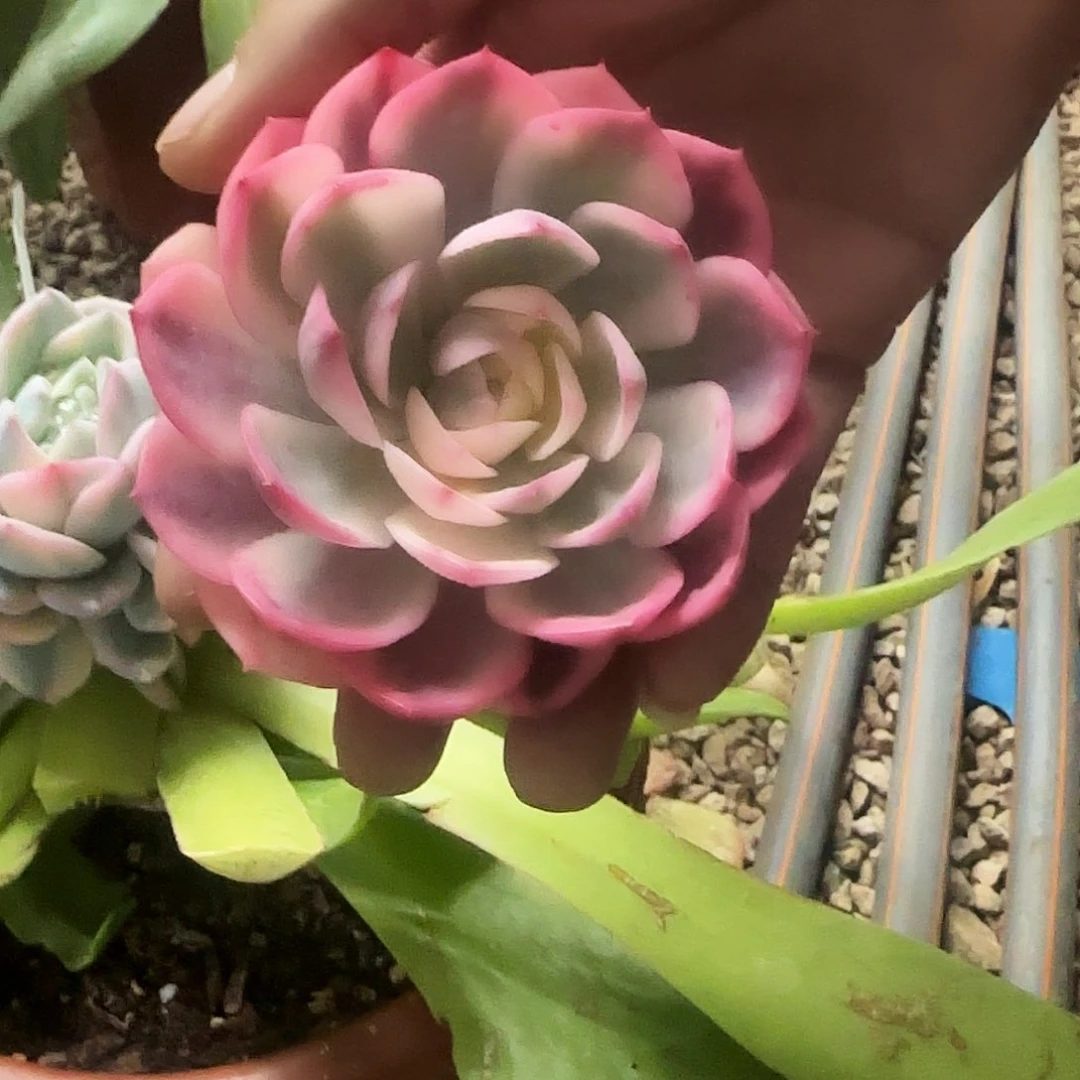 韩水晶锦多肉植物