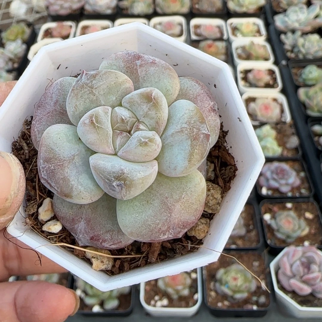 L***e小卡拉米糖心一物一拍