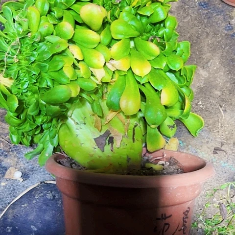 多肉植物香炉盘缀花