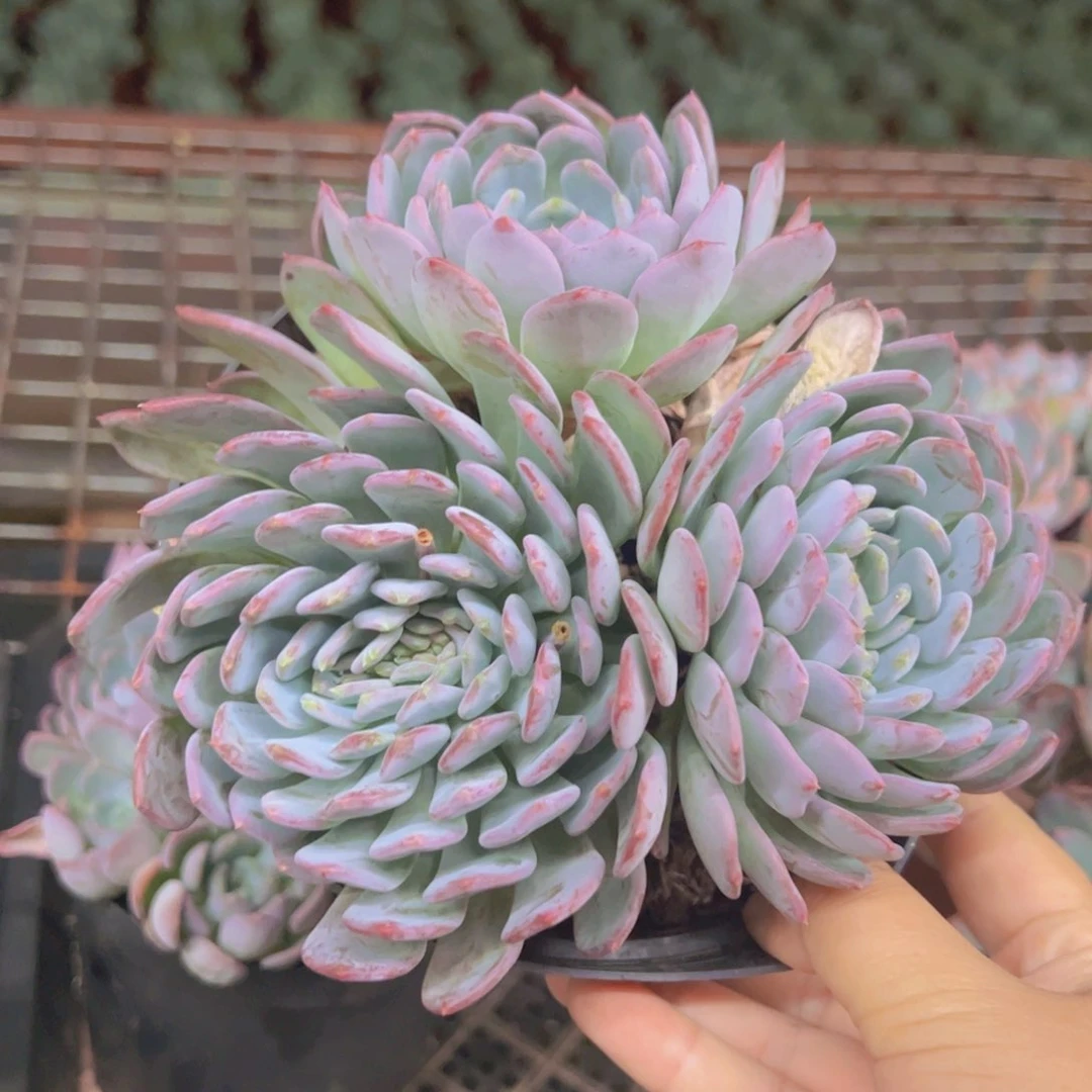 玛瑙三头起发老桩