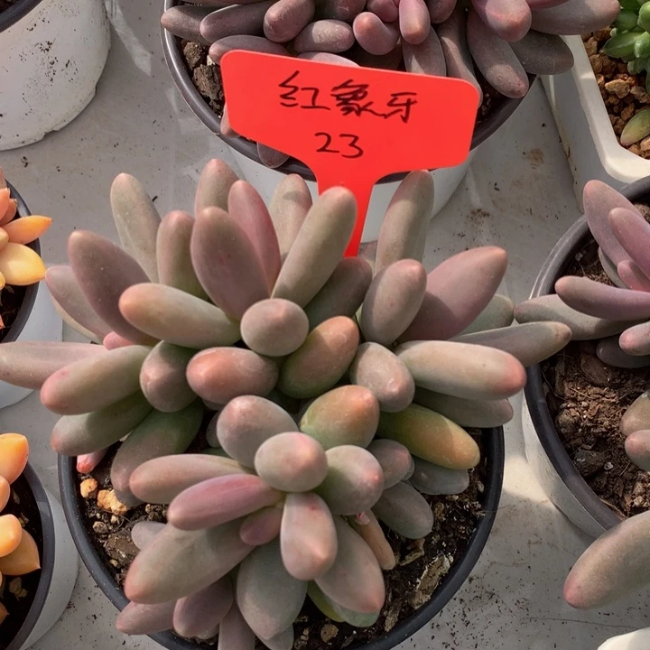 多体系和欧7373737378