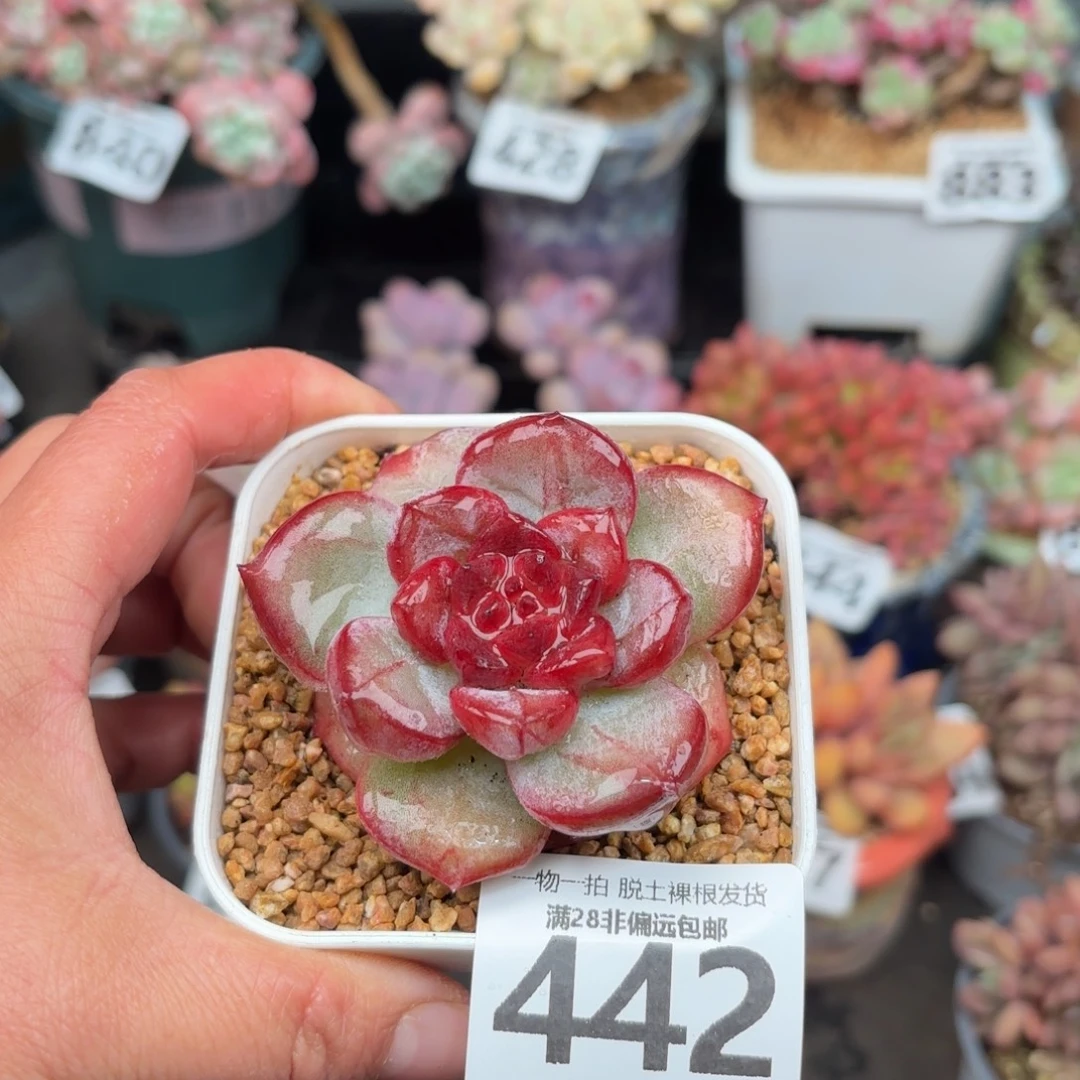 猩红之月无盆土发货