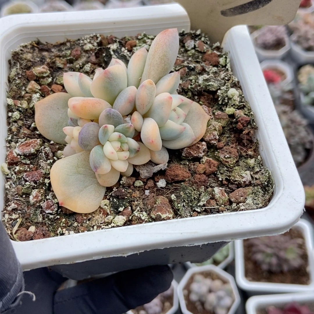 523梦露锦多肉植物