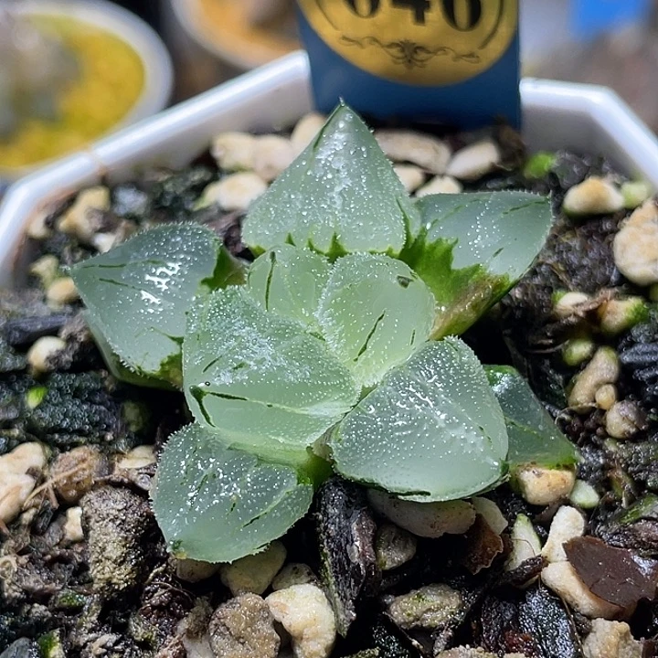 646冰玉鸾特选福利