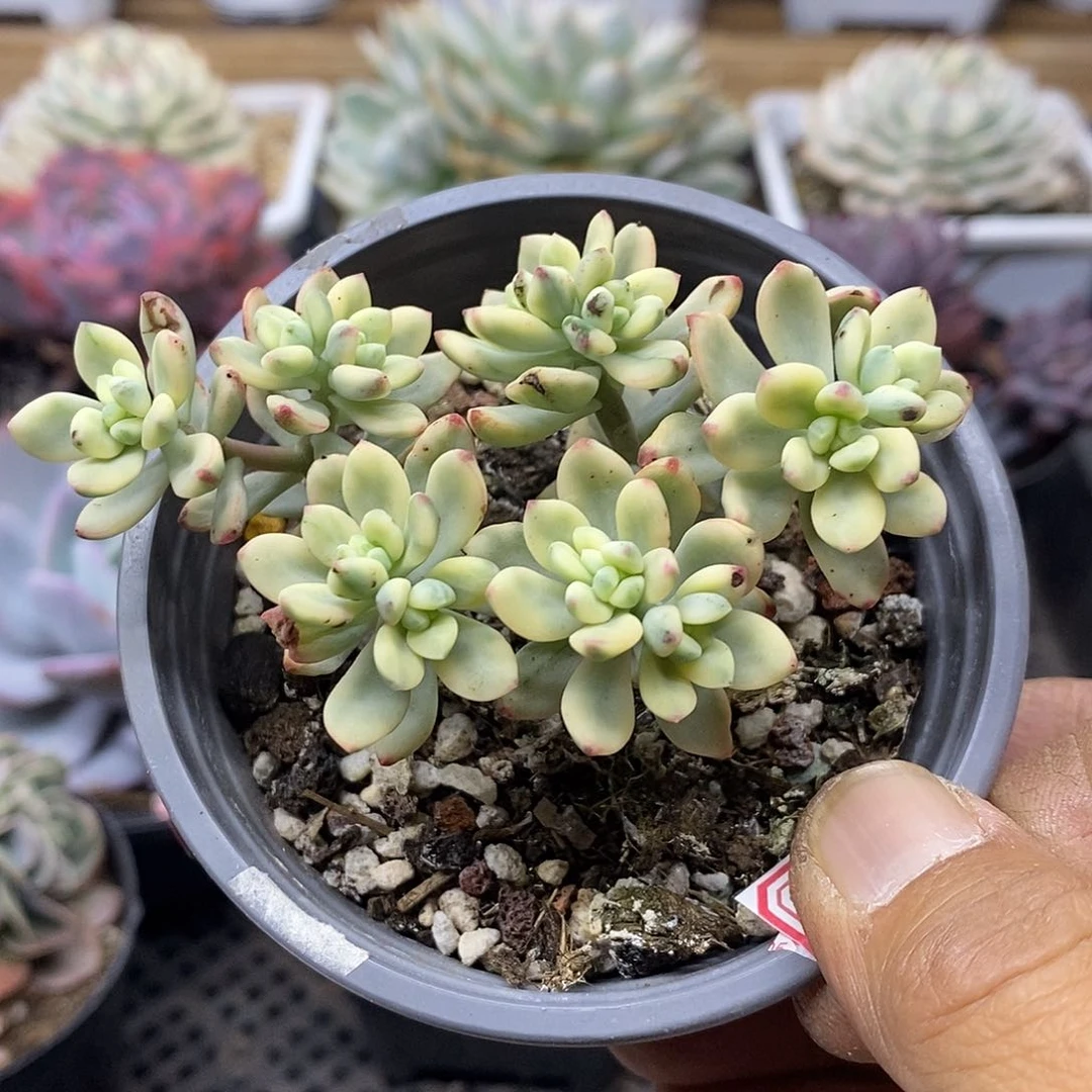 3159 米奇锦自然群