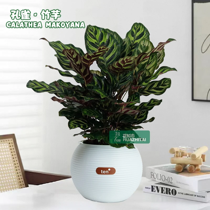 【孔雀竹芋】彩叶竹芋绿植盆栽室内客厅办公室前台美观内花卉植物