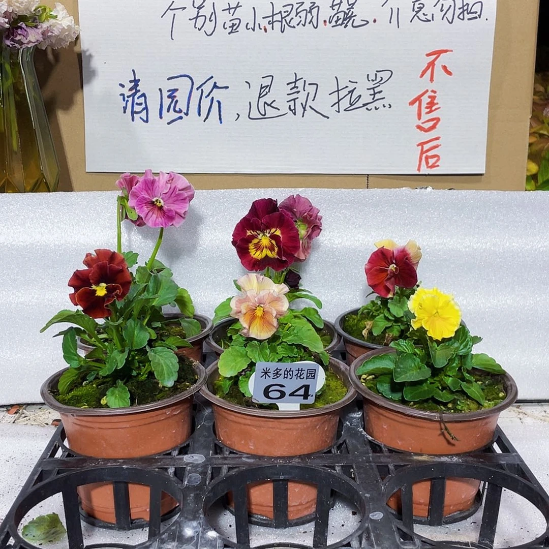 大部分花苞少量开放64