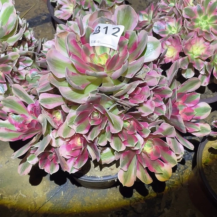 多肉植物断枝不包813女巫