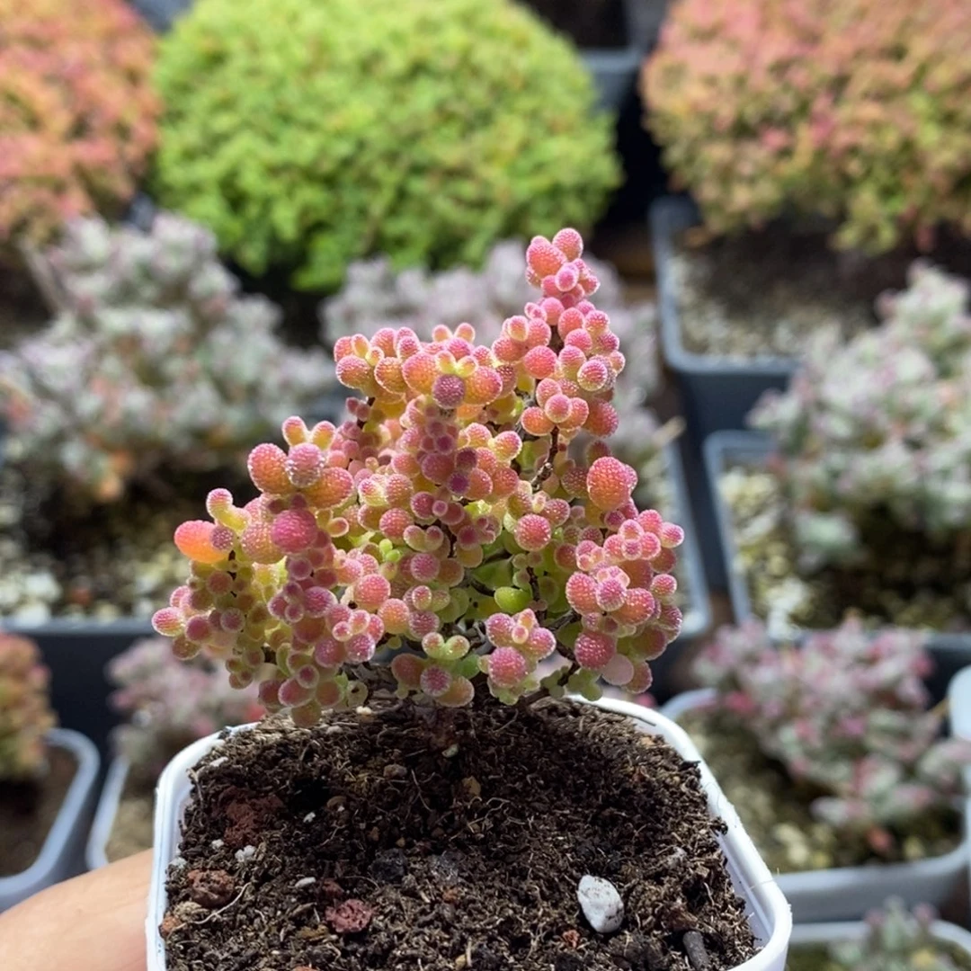 蜜橘糖球4321枝干番杏