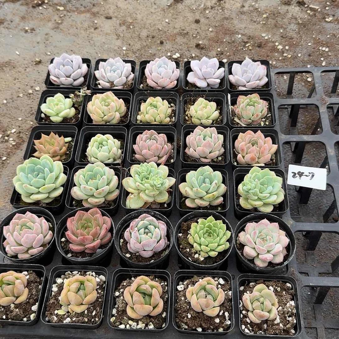 24-7多肉杂交三十颗量拍左二