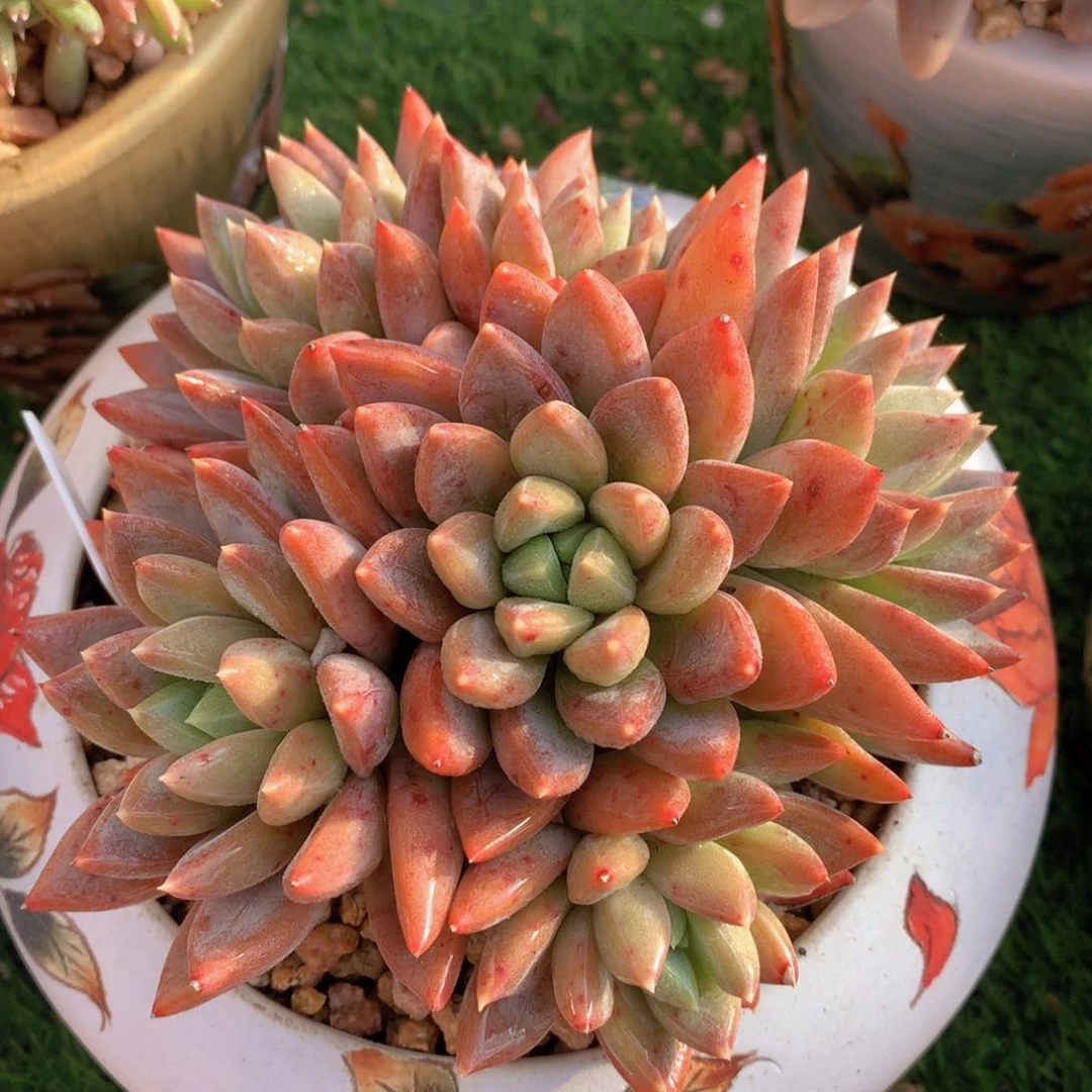 红蛋15 公分一物一拍