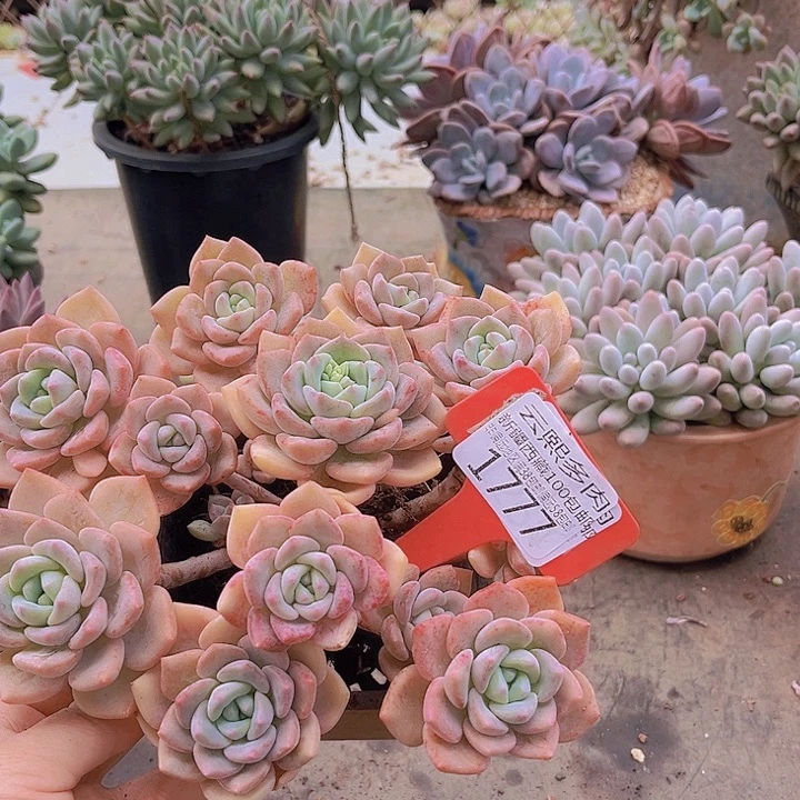 稳***妥1777千山雪。