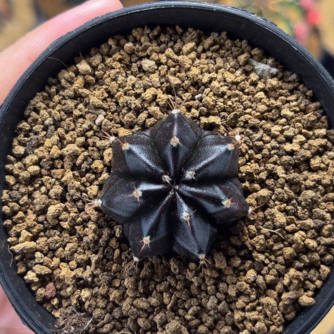 黑寡妇 米哈仙人球