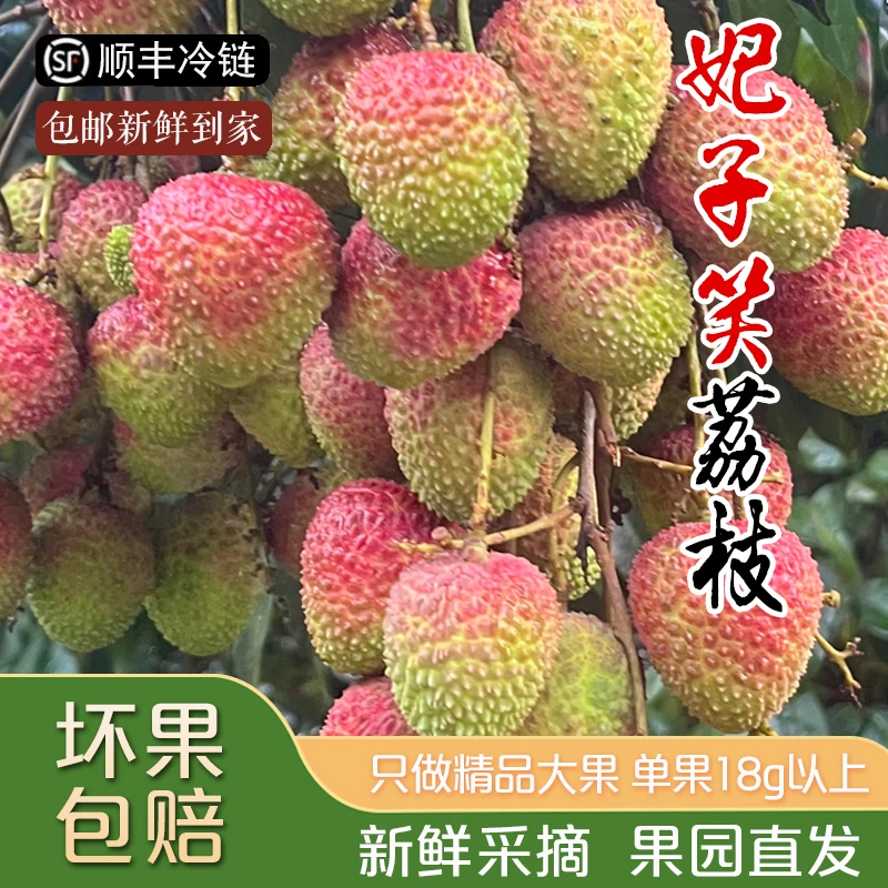全爸农产品【顺丰冷链】广东妃子笑荔枝新鲜头茬精品大果果园直发