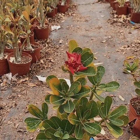 【闪购商品】听**绿植