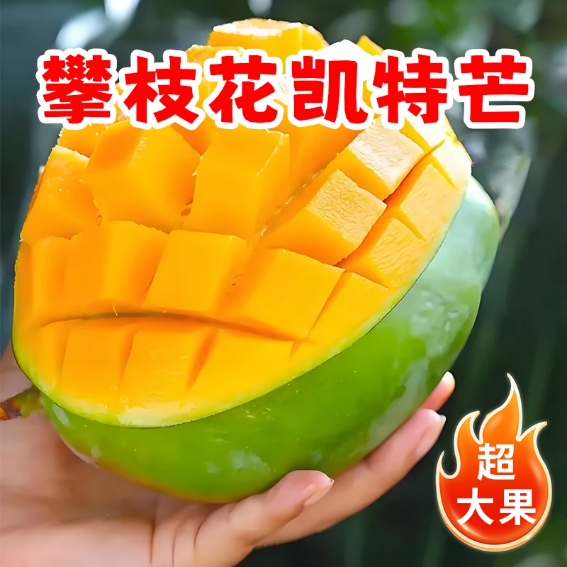攀枝花凯特大芒果鲜甜多汁核薄肉厚大果产地现摘包邮新鲜放软食用