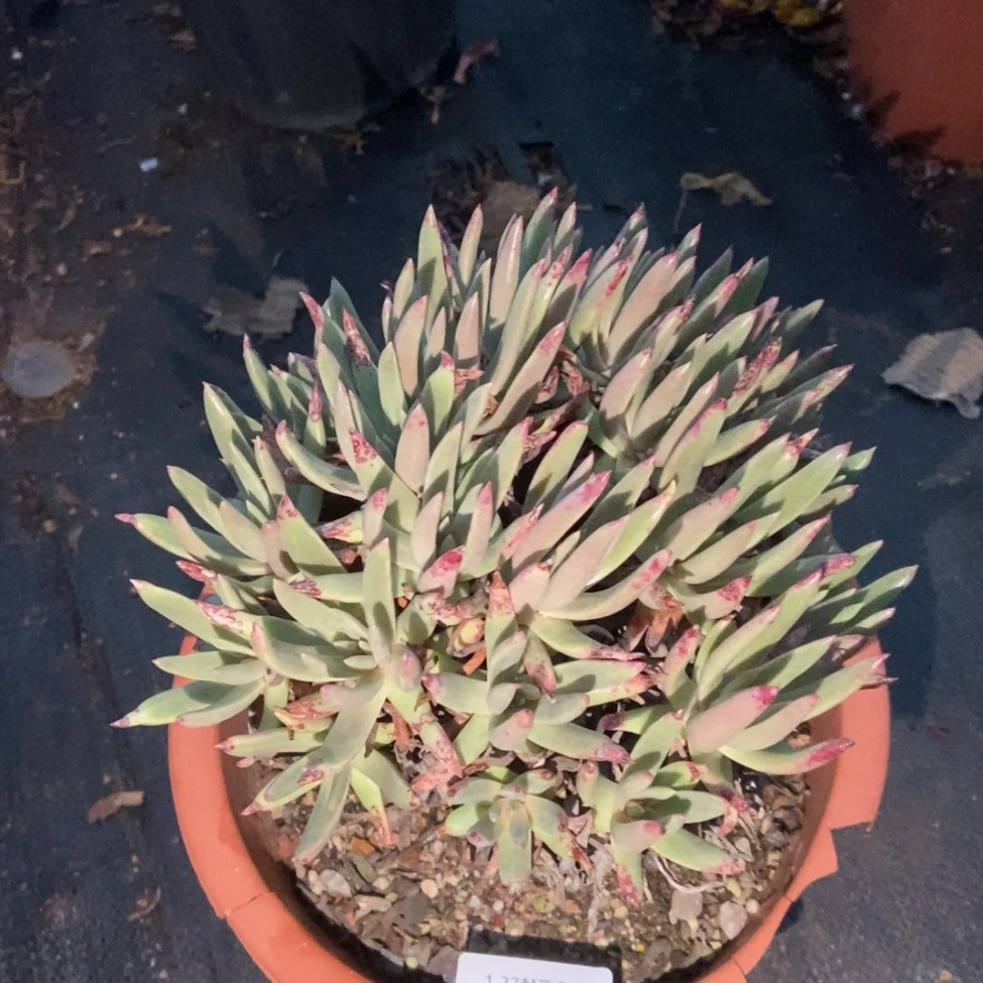 033多肉植物啦啦啦