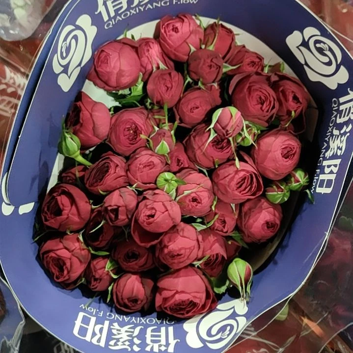 俏夕阳红蕾丝红蕾丝