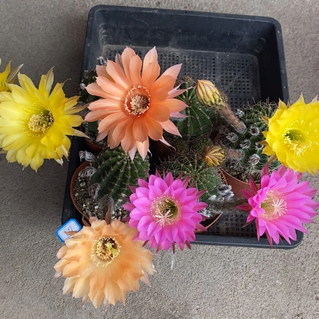 132脱土5颗摘花修根发货