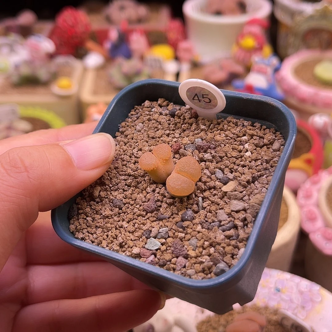 45号双头大翻窗橙风玲