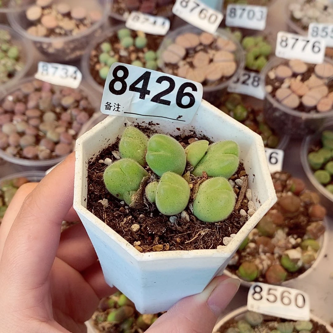 8426毛脆滴了几句