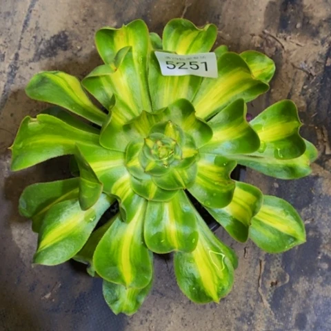 暴君多肉植物5251