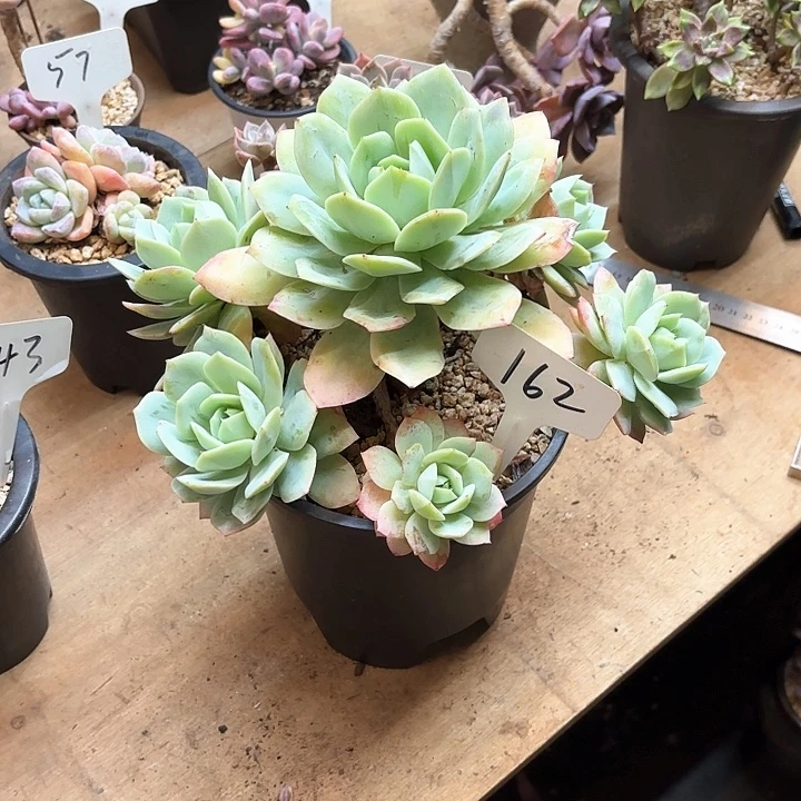 多肉植物，恋曲162号