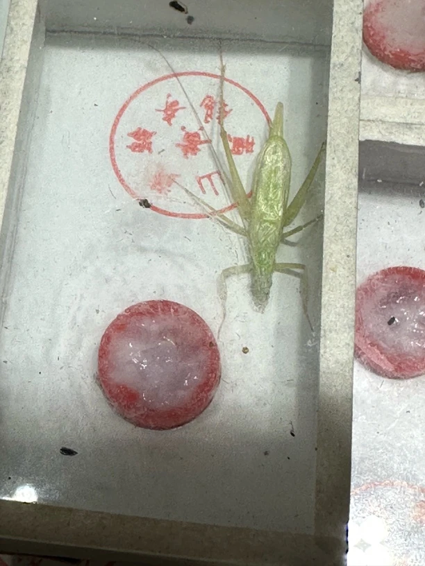 银哨竹蛉爬宠模型