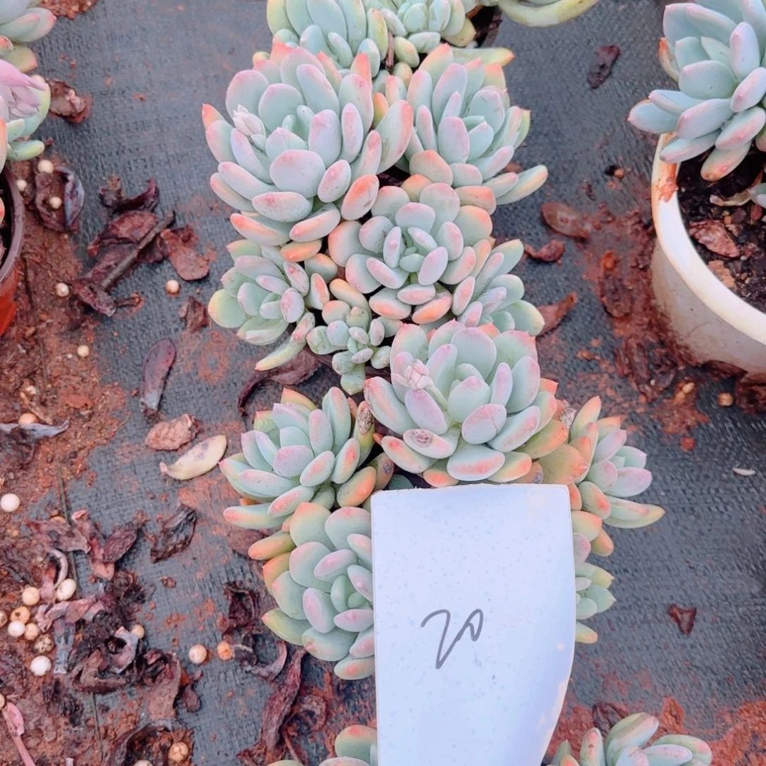 4颗包邮包邮20包邮