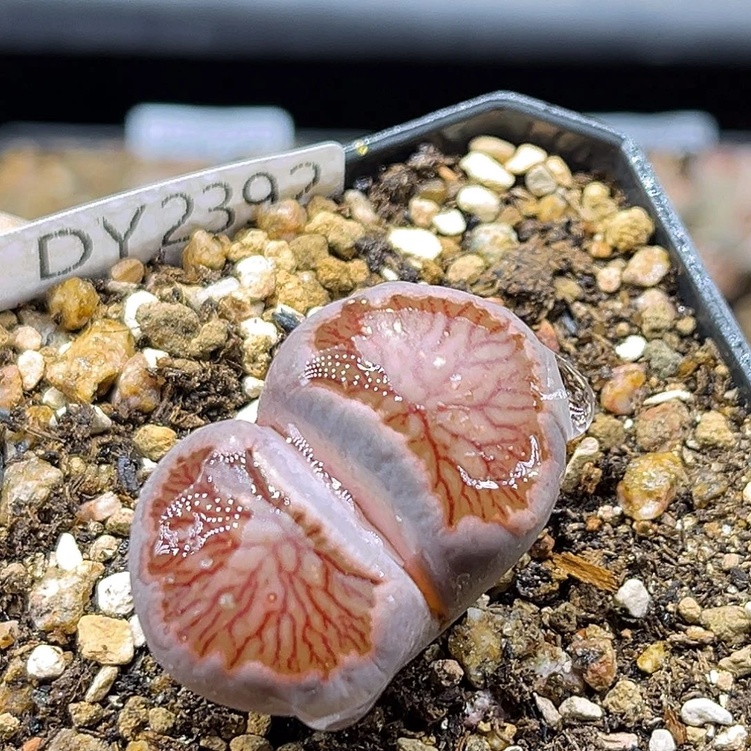 一物一拍菊母本2392