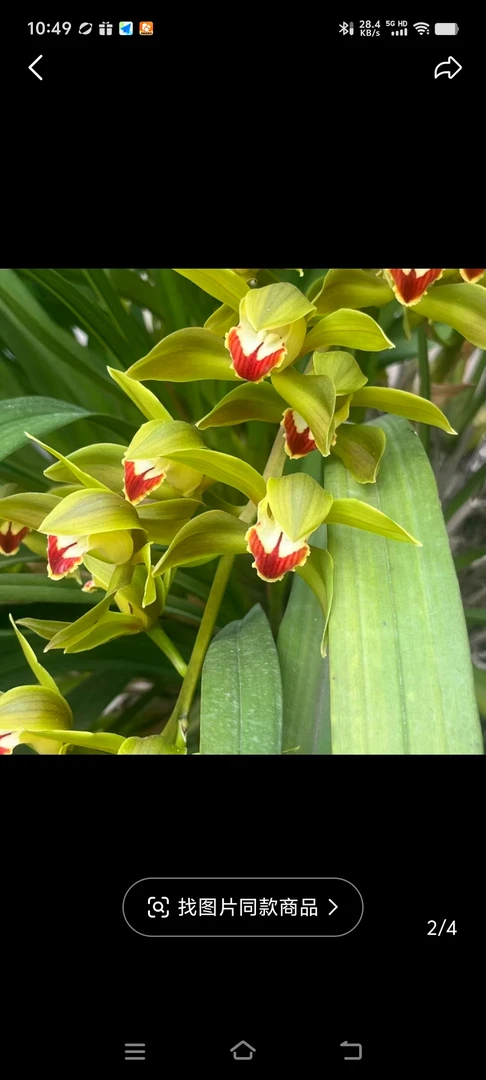 云南绿植红嘴鸥，滇南虎头