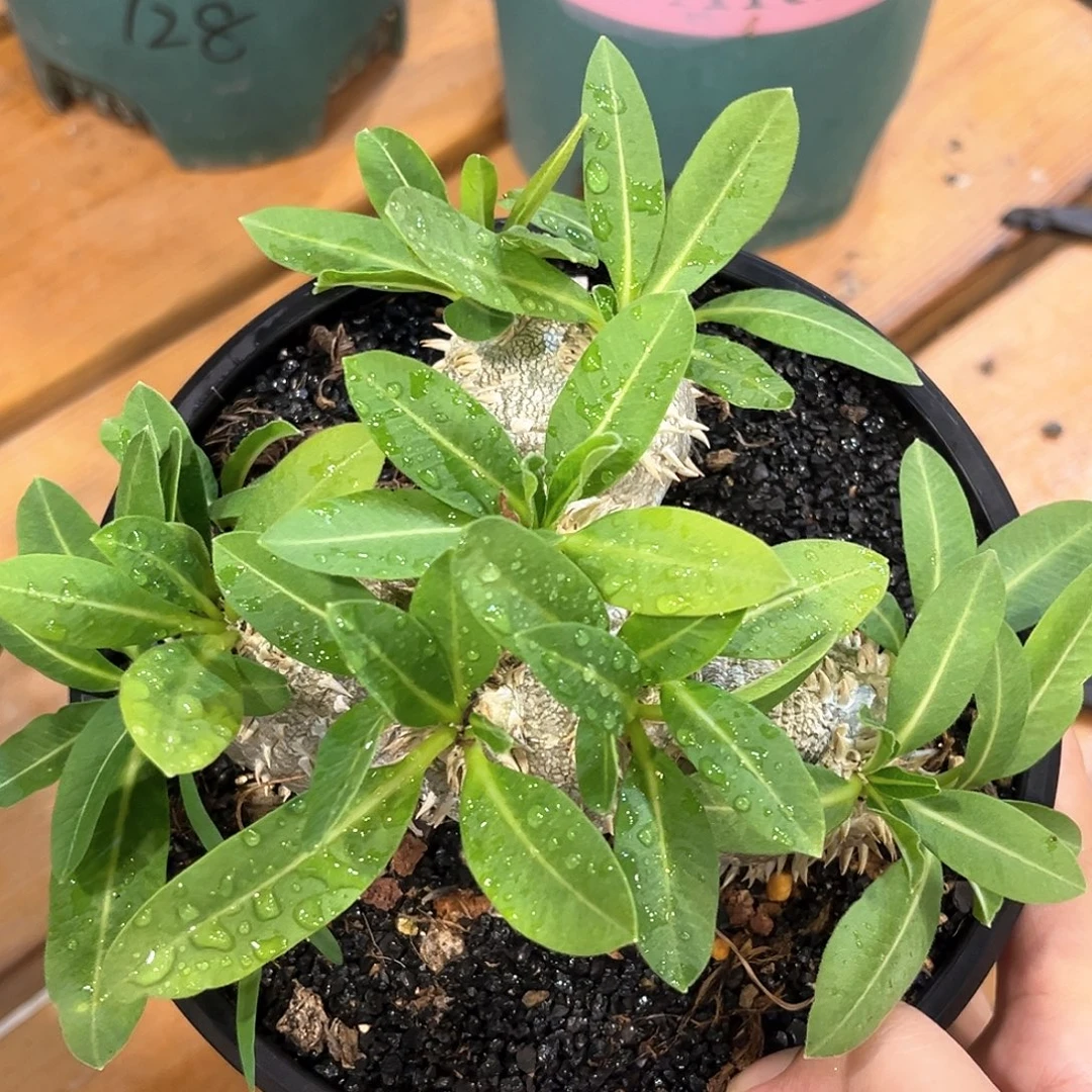观***下潮流植物 潮流植物
